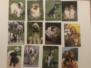 gebrauchtes Buch – Postkarten Hunde