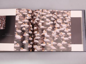 gebrauchtes Buch – Barbara Sleeper – MIGRATIONS. Wildlife in Motion