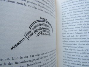 antiquarisches Buch – Rudolf Steiner: – Eine okkulte Physiologie: Ein Zyklus von 8 Vorträgen gehalten in Prag vom 20. März 1911