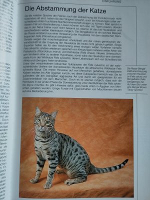 gebrauchtes Buch – Capra, Alexa; Robotti – Katzen