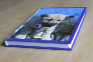 gebrauchtes Buch – Ein Lesebuch für Hundefreunde