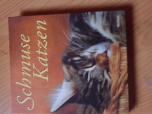 Schmusekatzen