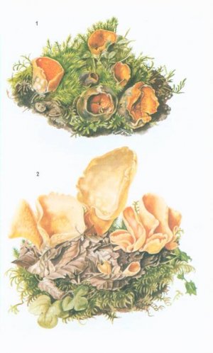 gebrauchtes Buch – Dietmar Aichele; Renate Aichele – Der Kosmos-Pflanzenführer: Blütenpflanzen, Farne, Moose, Flechten, Pilze, Algen