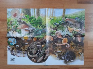 gebrauchtes Buch – Treff-Poster - Unser Wald - Leben im Boden - mit Informationen auf der Rückseite