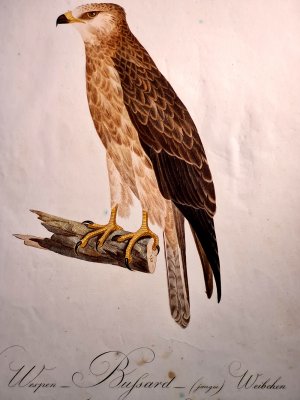 gebrauchtes Buch – Susemihl, Johann Conrad  – Der Wespen-Bussard (junges) Weibchen. Falco apivorus. Linn.  Altkolorierter Kupferstich wohl aus *Teutsche Ornithologie, oder Naturgeschichte aller Vögel Teutschlands in ...