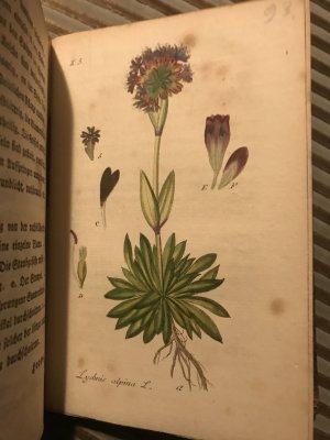 Deutschlands Flora (wohl 1812), Pbd. m. 53 handkoloierten Tafeln