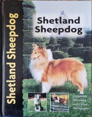 Shetland Sheepdog