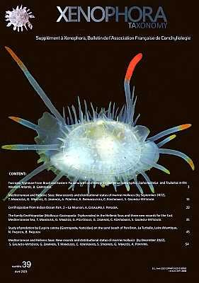 Xenophora Taxonomy 39