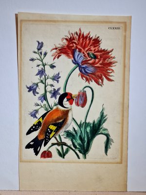 Glockenblume und Mohn mit Stieglitz oder Distelfink / Goldfinch with campanula and poppy. Altkolorierter Kupferstich auf Büttenpapier, Platte CLXXIII, […]