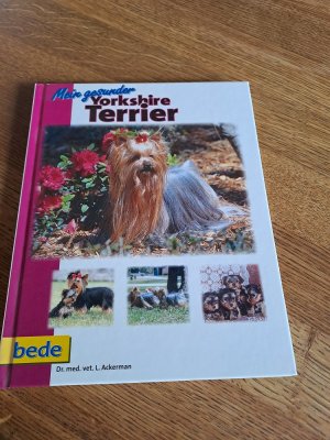 Mein gesunder Yorkshire Terrier