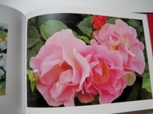 gebrauchtes Buch – Ursel Borstell – Rosenfreude - Schönheit und Zauber edler Rosen