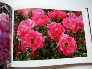 gebrauchtes Buch – Ursel Borstell – Rosenfreude - Schönheit und Zauber edler Rosen