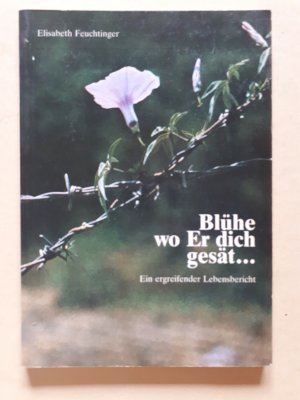 gebrauchtes Buch – Elisabeth Feuchtinger – Blühe wo Er dich gesät