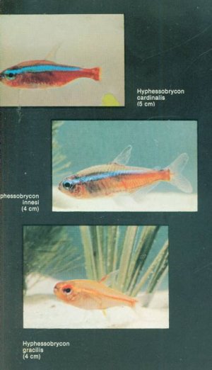 gebrauchtes Buch – Henri Favre – Mein Aquarium