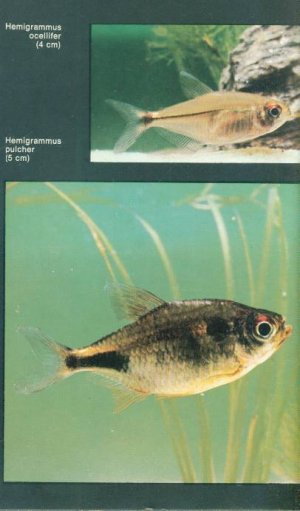 gebrauchtes Buch – Henri Favre – Mein Aquarium