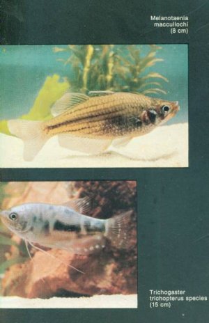 gebrauchtes Buch – Henri Favre – Mein Aquarium