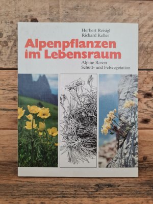 Alpenpflanzen im Lebensraum