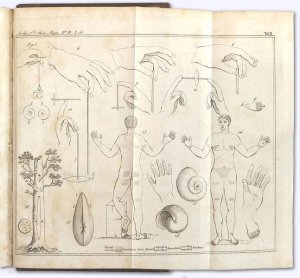 Archiv für den Thierischen Magnetismus. [4.] Vierter Band: Erstes, Zweites und Drittes Stück [kmpl.]. In Verbindung mit mehreren Naturforschern herausgegeben […]