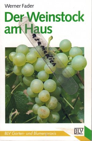 Der Weinstock am Haus