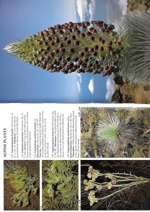 gebrauchtes Buch – Sohmer, S. H – Plants and flowers of Hawai'i.
