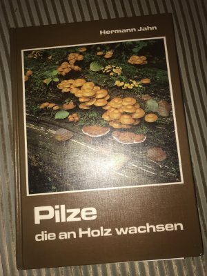 Pilze, die an Holz wachsen.