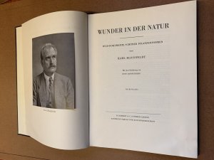 antiquarisches Buch – Karl Blossfeldt – Wunder in der Natur Bild-Dokumente schöner Pflanzenformen. Mit einer Einführung von Otto Dannenberg. 120 Bildtafeln