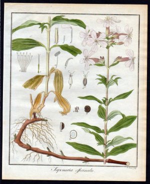antiquarisches Buch – "Saponaria officinalis" - Gewöhnliches Seifenkraut soapwort Kräuter herbal