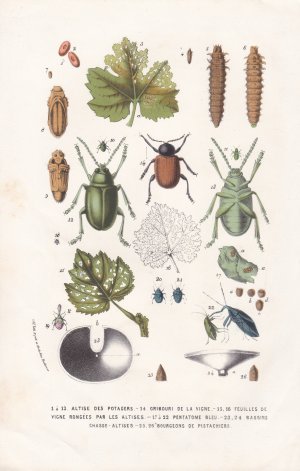 antiquarisches Buch – Houtte, Louis Benoit van  – "1 a 13 Altise des Potagers..." - Flohkäfer Flea beetles bug insects Botanik Botanical