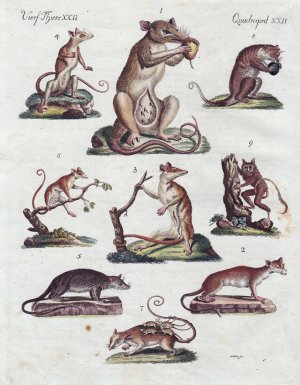 antiquarisches Buch – Bertuch, Friedrich Justin  – "Vierf. Thiere XXII. - 1) Das Marsupial. - 2) u. 3) Das Opossum. - 4) Der Faras. - 5) Der Kayopollin. - 6) Die Marmose. - 7) Die Busch-Ratte. - 8) Der Kuskus. - 9) Der Tarsier." - Beutelratten Opossum Buschratten pack rat possum      / Bilderbuch für Kinder