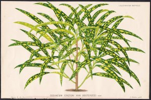 Codiaeum van OOsterzeei