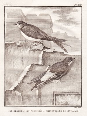 "L'Hirondelle de Cheminee - L'Hirondelle de Muraille" - Rauchschwalbe Hirundo rustica Schwalbe Hirundinidae Vogel Vögel birds bird oiseaux oiseau