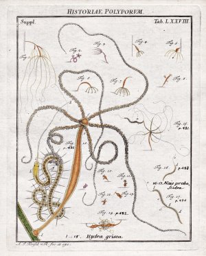 antiquarisches Buch – Rösel von Rosenhof, August Johann  – Historiae Polyporum Tab LXXVIII" - Nesseltier Polyp Polypen polyps cnidarian aus: "Der Monatlich-herausgegebenen Insecten-Belustigung.