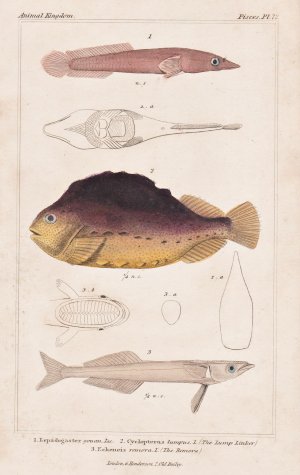 antiquarisches Buch – Cuvier, Georges  – "1. Lepadogaster gouan Lac. 2. Cyclopterus lumpus..." - Seehase / Fische fish Fisch fishes poisson