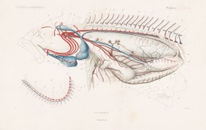 "Anatomie" - anatomy fish fishes poissons Fisch Fische (Regne animal)