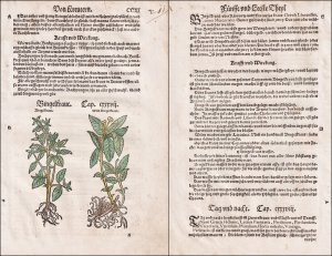 antiquarisches Buch – Lonitzer, Adam  – "CCXI - Bingelkraut" - herbs herbal Kräuter Kräuterbuch Kreuterbuch Botanik botany botanical