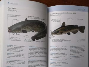 gebrauchtes Buch – Alexander Kölbing – Fischerprüfung leicht gemacht - Das Standardwerk mit über 1000 Prüfungsfragen
