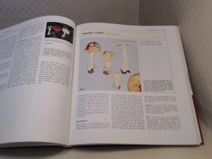 gebrauchtes Buch – Bresinsky, A., Besl – Giftpilze, mit einer Einführung in die Pilzbestimmung. Ein Handbuch für Apotheker, Ärzte und Biologen.