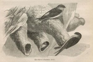 antiquarisches Buch – Original Holzstich von 1870 – Der Ariel (Chelidon Ariel)