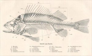 Skelett vom Barsch