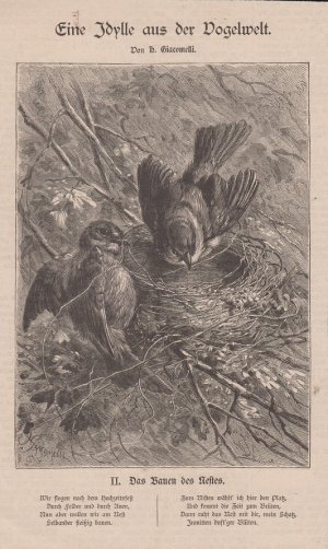 antiquarisches Buch – Orig. Holzstich: Das Bauen des Nestes. Eine Idylle aus der Vogelwelt. Von H. Giacomelli. antiquarisches Buch – Orig. Holzstich: Das Bauen des Nestes. Eine Idylle aus der Vogelwelt. Von H. Giacomelli.