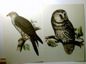 gebrauchtes Buch – Heimische Vögel. 2 x Alte Ansichtskarte / Postkarte / Künstlerkarte farbig, nach Lithographie von John Gould, ungel. geschätzt 80ger Jahre ?. 1 x Rauhfußkauz.1 x Wespenbussard. Vogelkunde, Ornithologie, Vogelmotive.