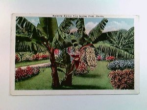 antiquarisches Buch – Banana tree bearing fruit, Florida, USA, AK, gelaufen 1919