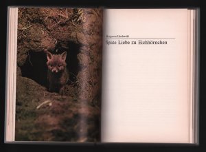 gebrauchtes Buch – Bechtle, Wolfgang / Hochwald – Besuch aus dem Wald /Tierverhalten beobachtet an Eule, Fuchs und Eichhorn