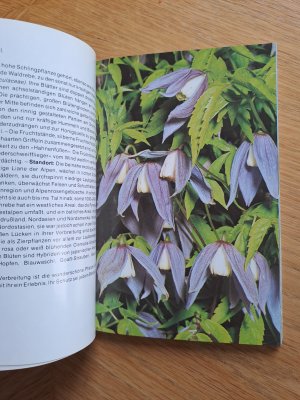 gebrauchtes Buch – Dr. Elfrune Wendelberger – Alpenblumen - BLV Naturführer