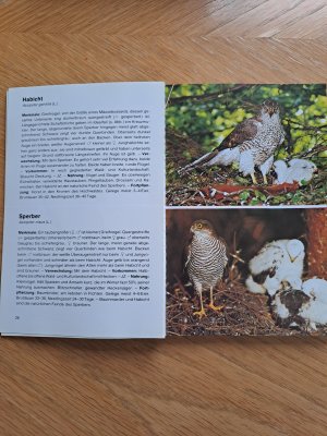 gebrauchtes Buch – Dr. Walther Thiede – Vögel - BLV Naturführer