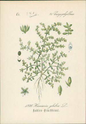 antiquarisches Buch – Hallier, Dr – Chromolithographie : Kahles Bruchkraut. Herniaria glabra L. Caryophylleae. Auch: Christenschweiß, Dürrkraut, Glattes Tausendkraut, Harnkraut, Jungfernkraut, Kuckucksseife, Nierenkraut, Tausendkorn oder Passionsblümchen.