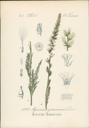 antiquarisches Buch – Hallier, Dr – Chromolithographie : Deutsche Tamariske. Rispelstrauch. Myricaria germanica Desv. Tamariscineae. Syn. Tamarix germanica L., Tamariscus germanicus Scopoli, Myricaria squamosa Reichenbach. Auch: Ufer-Tamariske.