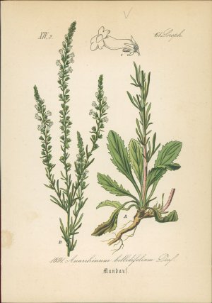 antiquarisches Buch – Hallier, Dr – Chromolithographie : Mundauf. Gänseblümchen-Lochschlund. Anarrhinum bellidifolium Desf. Scrophulariaceae.