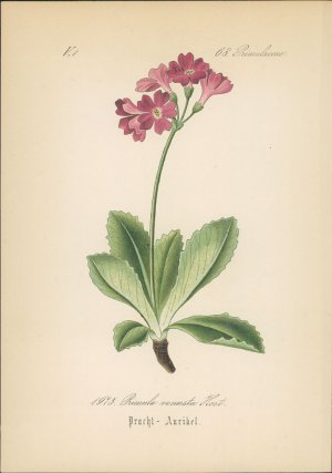 antiquarisches Buch – Hallier, Dr – Chromolithographie : Pracht-Aurikel. Pracht-Primel. Primula venusta Host. Primulaceae.