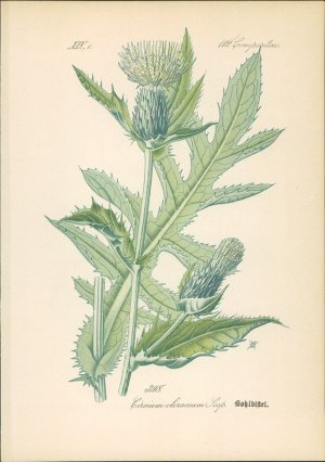 antiquarisches Buch – Hallier, Dr – Chromolithographie : Kohldistel. Kohl-Kratzdistel. Cirsium oleraceum Scopoli. Compositae. Syn. Cnicus oleraceus L. Carduus acanthifolius Lam.